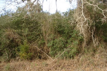 Cemetery before restoration began