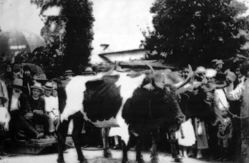 Oxen pulling Father Vanicek and Tom Hruska