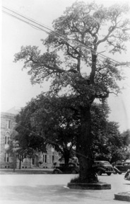 Historic Oak