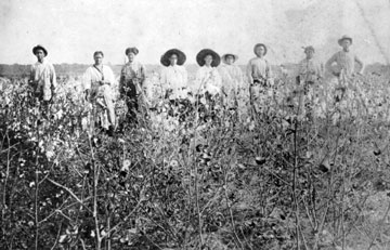 Winchester Cotton Pickers